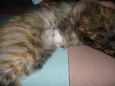 Kucing Utara: August 2010