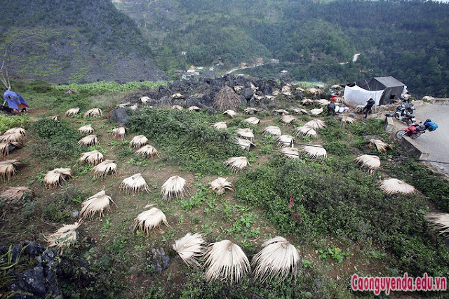 Trang trại nuôi ong trên cao nguyên đá Hà Giang