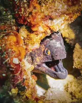Peixe sem escama