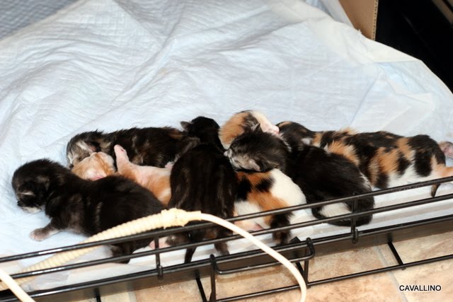 Cavallino 猫 ねこ ネコ うにょうにょ通信 子猫たちやら大人やら