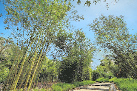 Bamboos in the Bambusetum during the media preview of the Learning Forest at the Singapore Botanic Gardens, on March 30, 2017