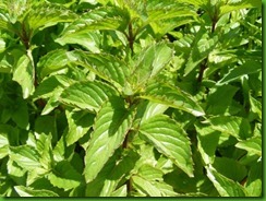 Basil Piperita