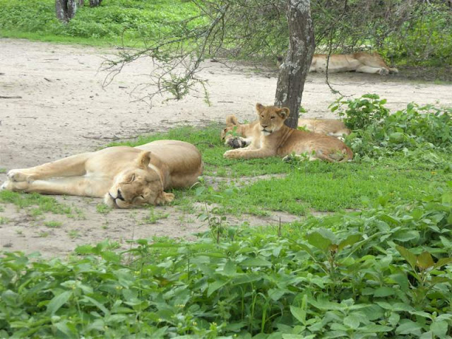 leonesse area ngorongoro