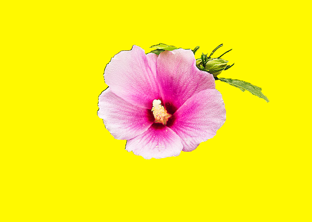 [ Enumcut ]  Rose of Sharon(Flower) Photo - Remove Background From Image (Result image)