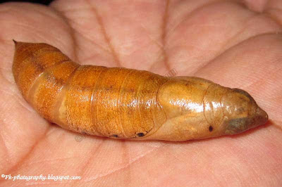 Moth Pupa