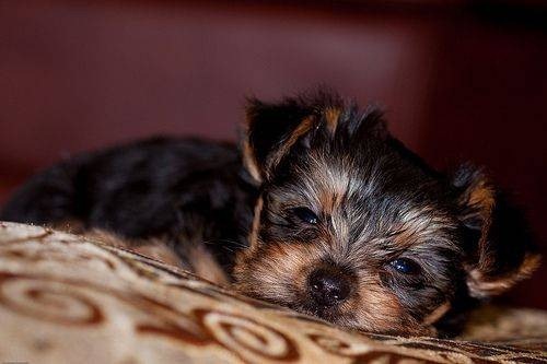 adorable-pups-14