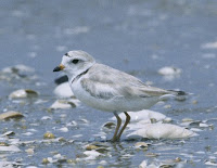 piping plover