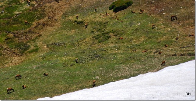 06-19-14 A Trail Ridge Road RMNP (234)