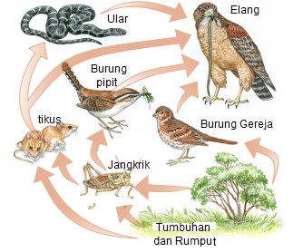 Rantai Makanan dan Jaring - Jaring Makanan - cerita center