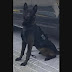 North Andover Police Officer, K-9 Lauded For Finding Missing Child