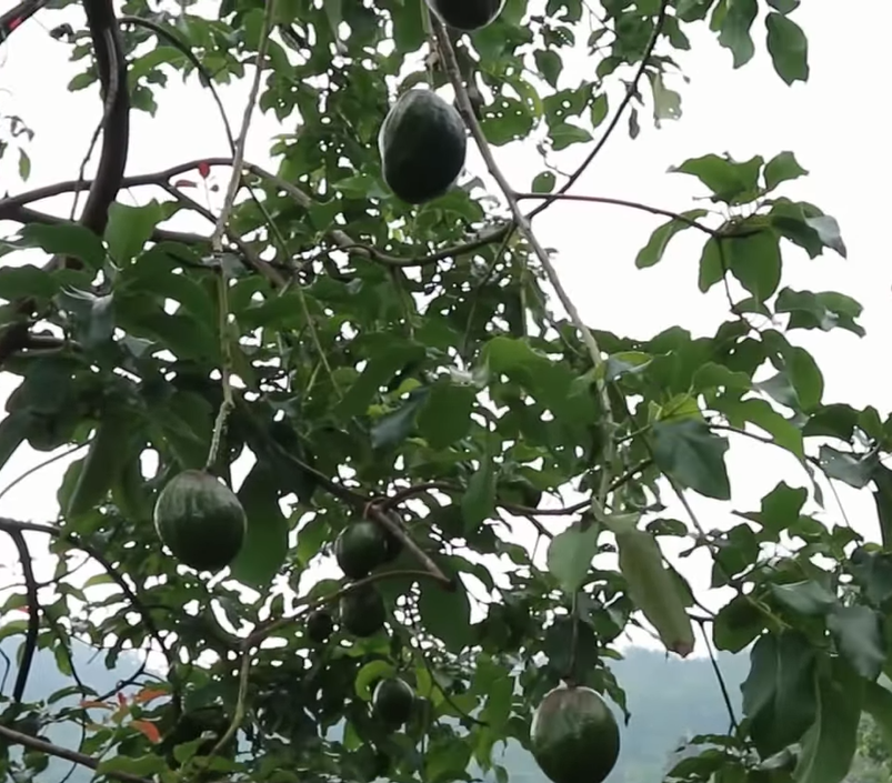 pohon alpukat nikol tanaman terlaris Sulawesi Utara