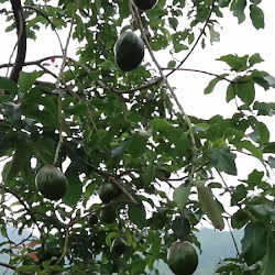 Pohon Alpukat Nikol Tanaman Terlaris