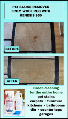 Best Pet Stain Remove Carpet