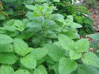 What is Lemon Balm