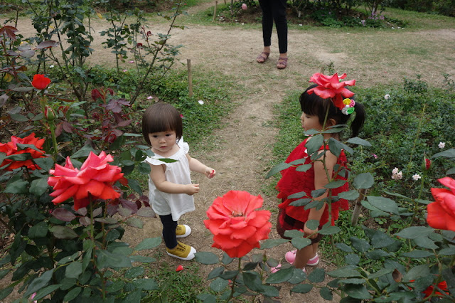 botanic garden, queen sirikit botanic garden, botanic garden chiang mai, chiang mai garden, garden in chiang mai