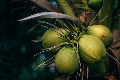 Green Coconut, Nariyal Pani