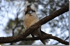 Landcrusier - Bird