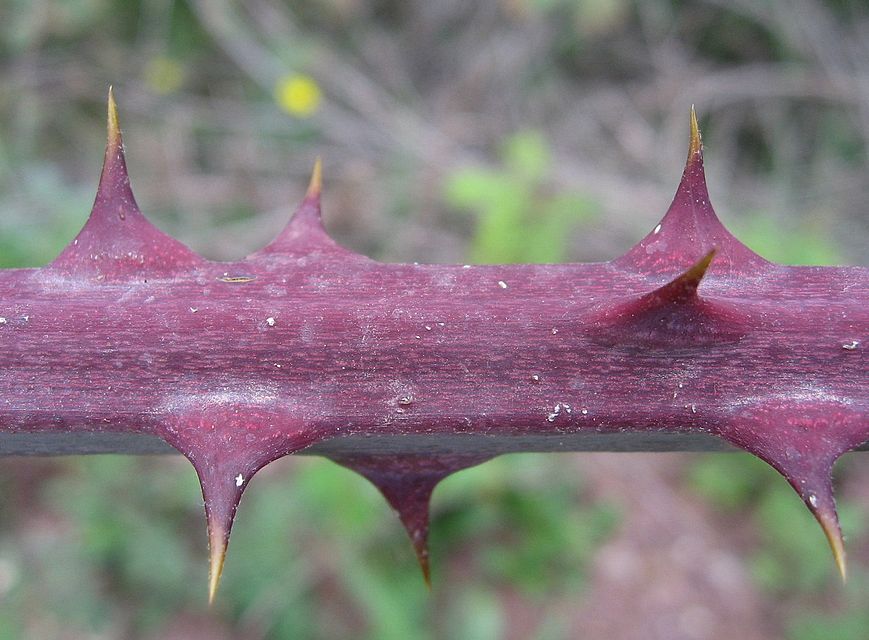 Aguijón o espinas el árbol de mora