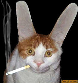 Funny Smoking Cat