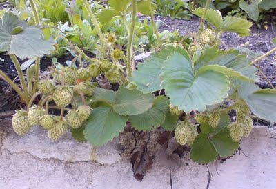 unripe strawberries