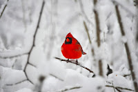 Red Bird Cardinal
