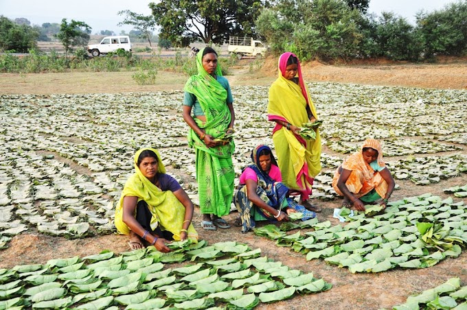 राज्य में बिलासपुर वन वृत्त अंतर्गत सर्वाधिक 2.77 लाख मानक बोरा तेन्दूत्ता का संग्रहण