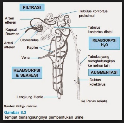 soal latihan biologi