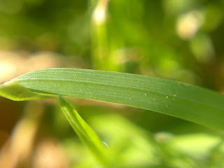 grass in the sun
