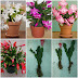 Christmas cactus plant available