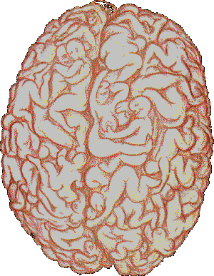Cerebro Masculino Sacanagem