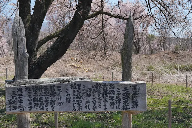 熊井城跡天空一本桜の説明書き