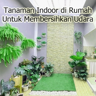 Tanaman Indoor di Rumah Untuk Membersihkan Udara