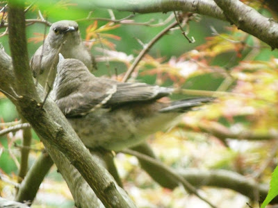 father and child