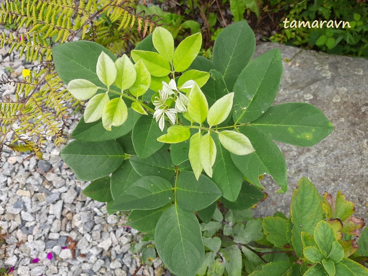 Маакия амурская (Maackia amurensis)