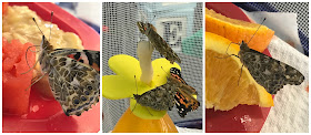 Feeding Painted Lady Butterflies