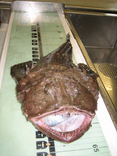 A goosefish or monkfish (Lophius americanus) is measured at sea. Credit: NOAA