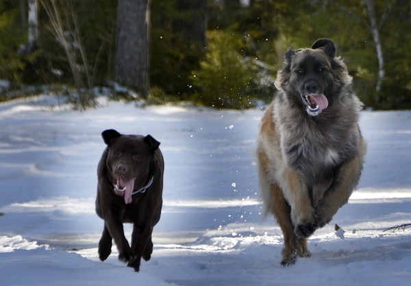 leonberger brun labrador