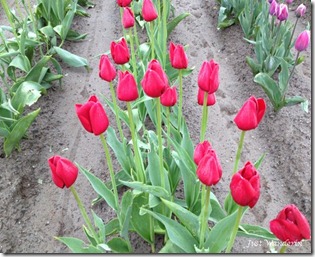 tulips71