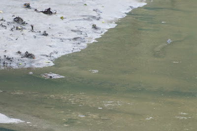 Estuarine Crocodile (Crocodylus porosus) 