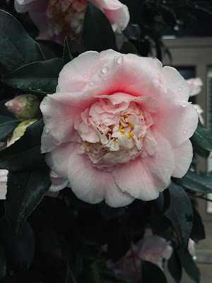 An image of a pink camellia bloom