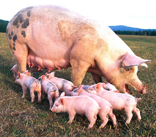 Information & Guide About Pig Farming in Nigeria | Modern Farming ...