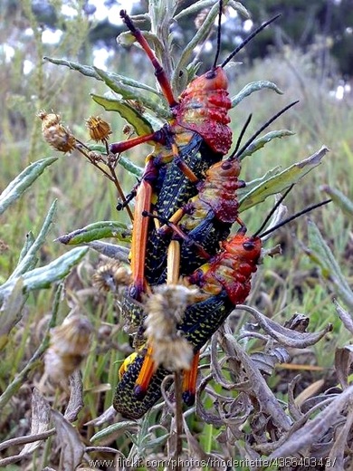 grasshopper mating threesome