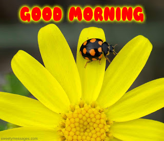 good morning good luck image with flower