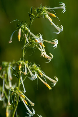 Albino Fairy Trumpet