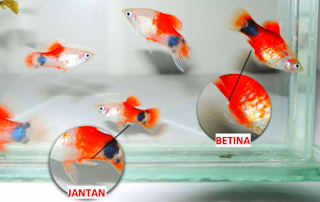 Ikan Platy Jantan dan Betina