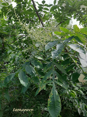 Сумах китайский (Rhus chinensis)