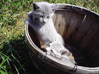 cute kitten in basket