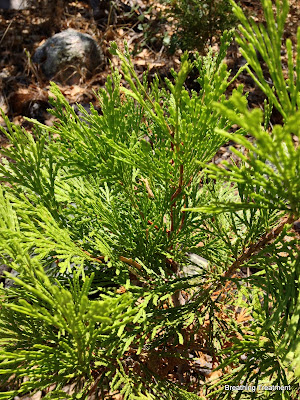 Calocedrus decurrens  (bastard cedar, incense cedar, post cedar, white cedar)