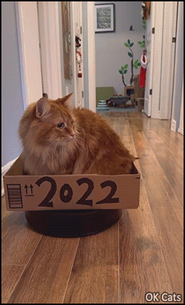 Funny Cat GIF • Cool ginger cat riding on roomba wishes you a happy new Year! [ok-cats.com]