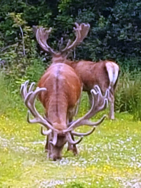 Two grazing red deer